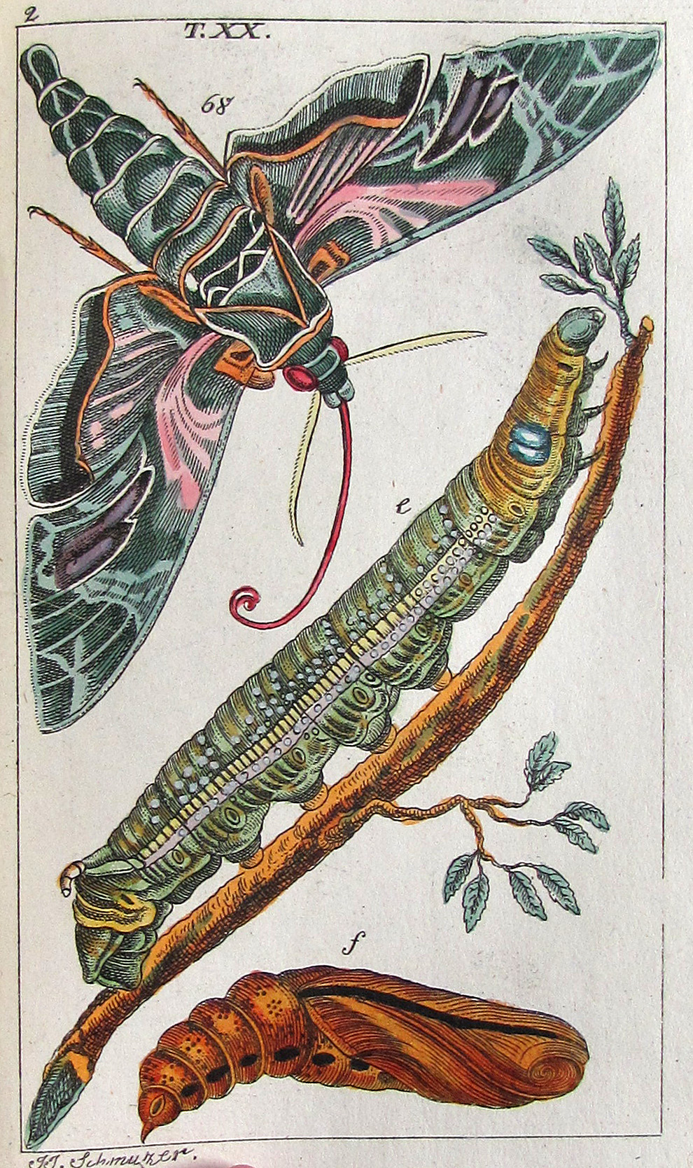 Wilhelm, Gottlieb Tobias, Unterhaltungen aus der Naturgeschichte.