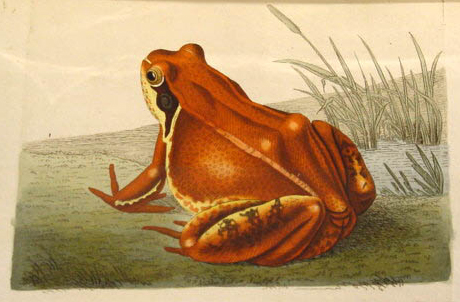 Shaw, G., und F.P. Nodder, The Naturalist’s Miscellany: or coloured figures on Natural Objects drawn and described immediatly from nature.