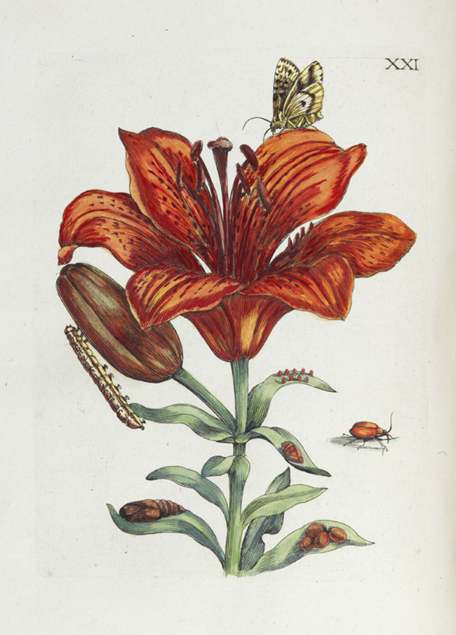Merian, Maria Sibylla, Erucarum ortus, alimentum et paradoxa metamorphosis. In qua origo, pablum, transformatio, nec con tempus, locus et proprietates erucarum, vermium, papilionum, phalaenarum, muscarum, aiorumque hujusmodi exsanguium animalculorum exhibentur…