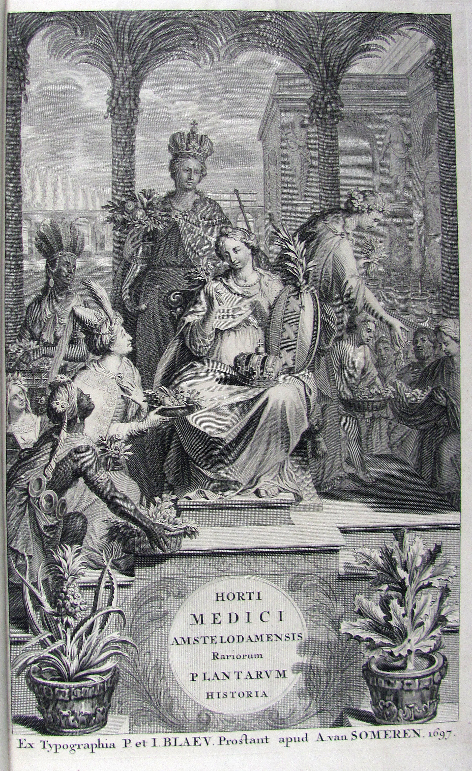 Commelin, Jan & Caspar, Horti Medici Amstelodamensis Rariorum tam Orientalis, quam Occidentalis Indiae, aliarumque peregrinarum plantarum …/ Beschryvinge en Curieuse Afbeeldingen van rare vreemde Oost- West- Indische en andere Gewassen in den Amsterdamsche Kruyd-hof.