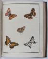 Engramelle, Jacques Louis Florentin, Papillons d’Europe, peints d’après nature (par Jean Jacques Ernst).