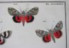 Engramelle, Jacques Louis Florentin, Papillons d’Europe, peints d’après nature (par Jean Jacques Ernst).