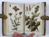 (Zorn, Johannes), Icones Plantarum Medicinalium. Abbildungen von Arzneygewächsen.