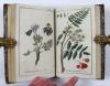(Zorn, Johannes), Icones Plantarum Medicinalium. Abbildungen von Arzneygewächsen.