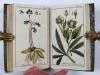 (Zorn, Johannes), Icones Plantarum Medicinalium. Abbildungen von Arzneygewächsen.
