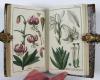 (Zorn, Johannes), Icones Plantarum Medicinalium. Abbildungen von Arzneygewächsen.