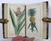 (Zorn, Johannes), Icones Plantarum Medicinalium. Abbildungen von Arzneygewächsen.