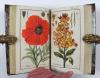 (Zorn, Johannes), Icones Plantarum Medicinalium. Abbildungen von Arzneygewächsen.