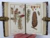 (Zorn, Johannes), Icones Plantarum Medicinalium. Abbildungen von Arzneygewächsen.