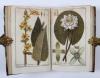 (Zorn, Johannes), Icones Plantarum Medicinalium. Abbildungen von Arzneygewächsen.
