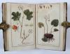 (Zorn, Johannes), Icones Plantarum Medicinalium. Abbildungen von Arzneygewächsen.