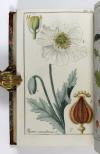 (Zorn, Johannes), Icones Plantarum Medicinalium. Abbildungen von Arzneygewächsen.