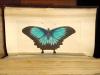 Shaw, G., und F.P. Nodder, The Naturalist’s Miscellany: or coloured figures on Natural Objects drawn and described immediatly from nature.