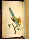 Shaw, G., und F.P. Nodder, The Naturalist’s Miscellany: or coloured figures on Natural Objects drawn and described immediatly from nature.