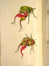Shaw, G., und F.P. Nodder, The Naturalist’s Miscellany: or coloured figures on Natural Objects drawn and described immediatly from nature.