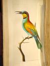 Shaw, G., und F.P. Nodder, The Naturalist’s Miscellany: or coloured figures on Natural Objects drawn and described immediatly from nature.