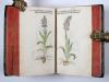 Fuchs, Leonhart, Primi de stirpium historia commentariorum tomi vivae imagines, in exiguam angustioremque formam contractae…