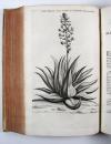 Commelin, Jan & Caspar, Horti Medici Amstelodamensis Rariorum tam Orientalis, quam Occidentalis Indiae, aliarumque peregrinarum plantarum …/ Beschryvinge en Curieuse Afbeeldingen van rare vreemde Oost- West- Indische en andere Gewassen in den Amsterdamsche Kruyd-hof.