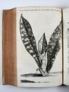 Commelin, Jan & Caspar, Horti Medici Amstelodamensis Rariorum tam Orientalis, quam Occidentalis Indiae, aliarumque peregrinarum plantarum …/ Beschryvinge en Curieuse Afbeeldingen van rare vreemde Oost- West- Indische en andere Gewassen in den Amsterdamsche Kruyd-hof.