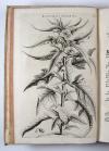 Commelin, Jan & Caspar, Horti Medici Amstelodamensis Rariorum tam Orientalis, quam Occidentalis Indiae, aliarumque peregrinarum plantarum …/ Beschryvinge en Curieuse Afbeeldingen van rare vreemde Oost- West- Indische en andere Gewassen in den Amsterdamsche Kruyd-hof.