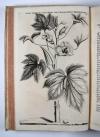 Commelin, Jan & Caspar, Horti Medici Amstelodamensis Rariorum tam Orientalis, quam Occidentalis Indiae, aliarumque peregrinarum plantarum …/ Beschryvinge en Curieuse Afbeeldingen van rare vreemde Oost- West- Indische en andere Gewassen in den Amsterdamsche Kruyd-hof.