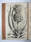 Commelin, Jan & Caspar, Horti Medici Amstelodamensis Rariorum tam Orientalis, quam Occidentalis Indiae, aliarumque peregrinarum plantarum …/ Beschryvinge en Curieuse Afbeeldingen van rare vreemde Oost- West- Indische en andere Gewassen in den Amsterdamsche Kruyd-hof.
