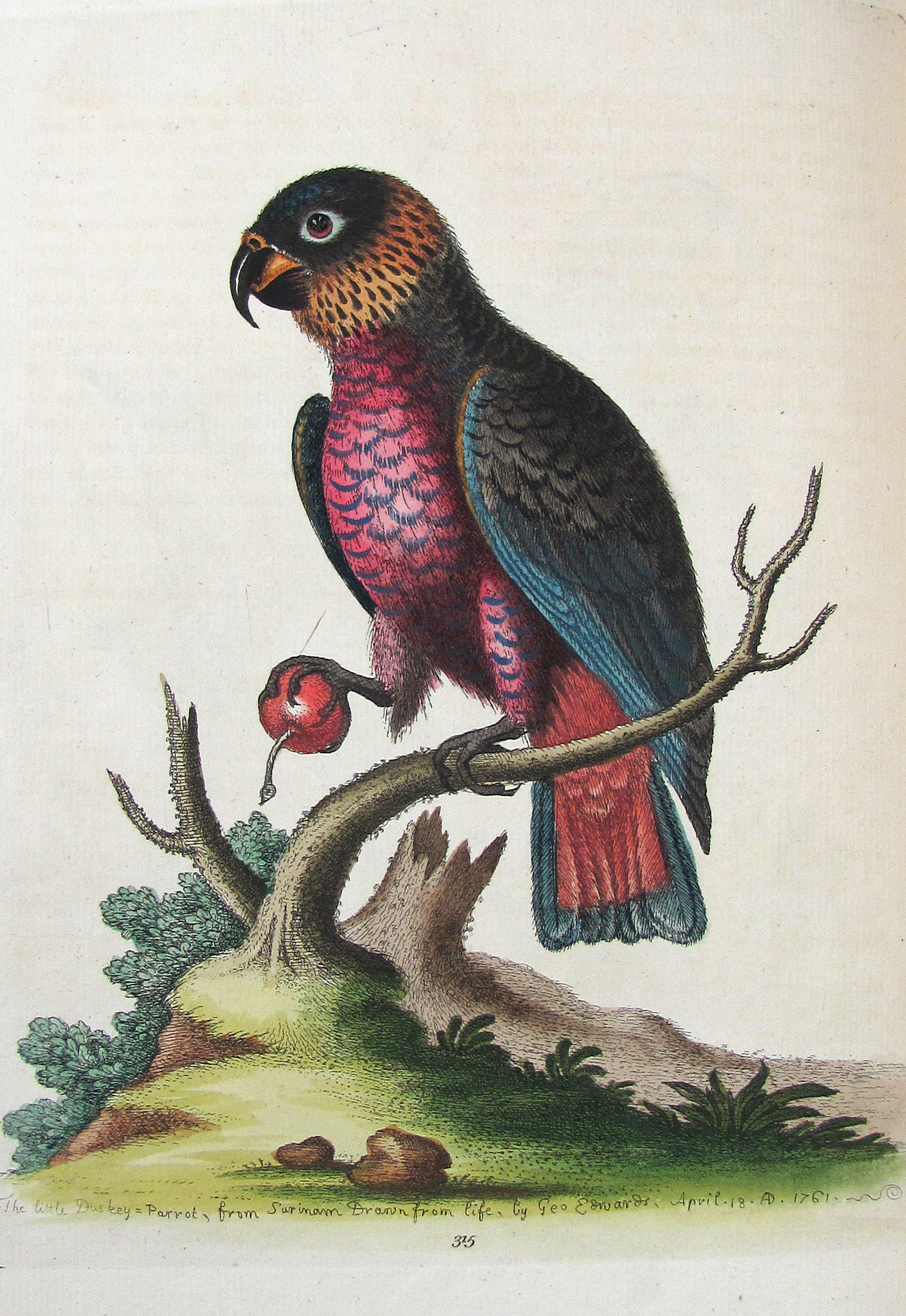 Edwards, George, A Natural History of uncommon Birds and some other rare and undescribed Animals, Quadrupeds, Reptiles, Fishes, Insects… FORTSETZUNG: Gleanings of Natural History containing figures of Quadrupeds, Birds, Insects, Plants…