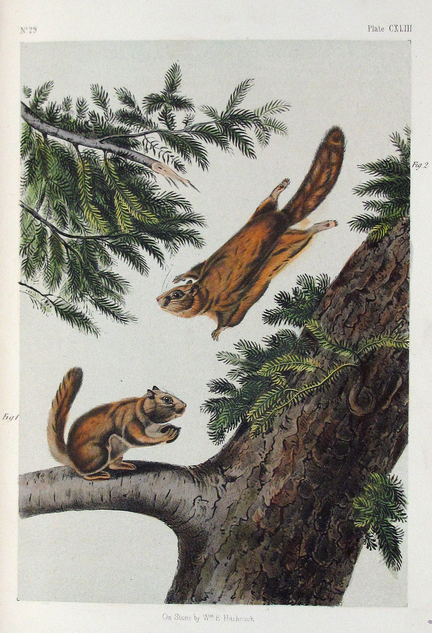 Audubon, John James und John Bachmann, The Quadrupeds of North America.