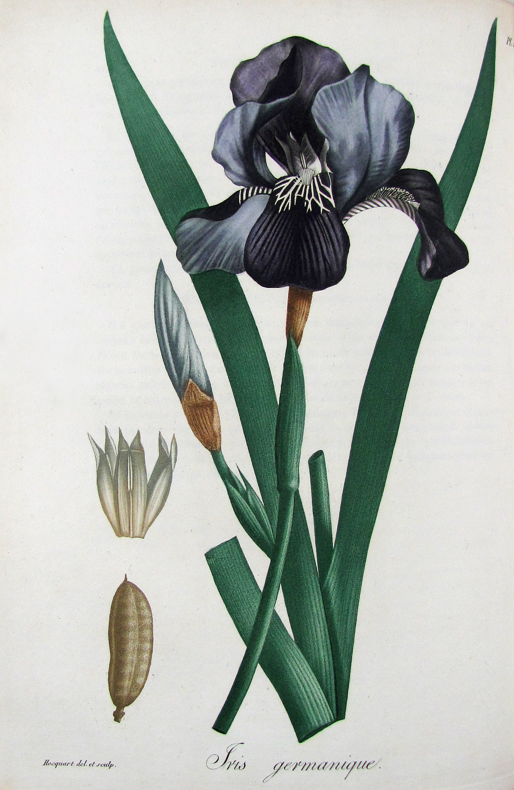 Roques, Joseph, Phytographie médicale, ornée des figures coloriées de grandeur naturelle, ou l’on expose l’histoire des poisons tirés du règne végétal, et les moyens de remédier a leurs effets délétères, avec des observations sur les propriétés et les usages des plantes héroiques.