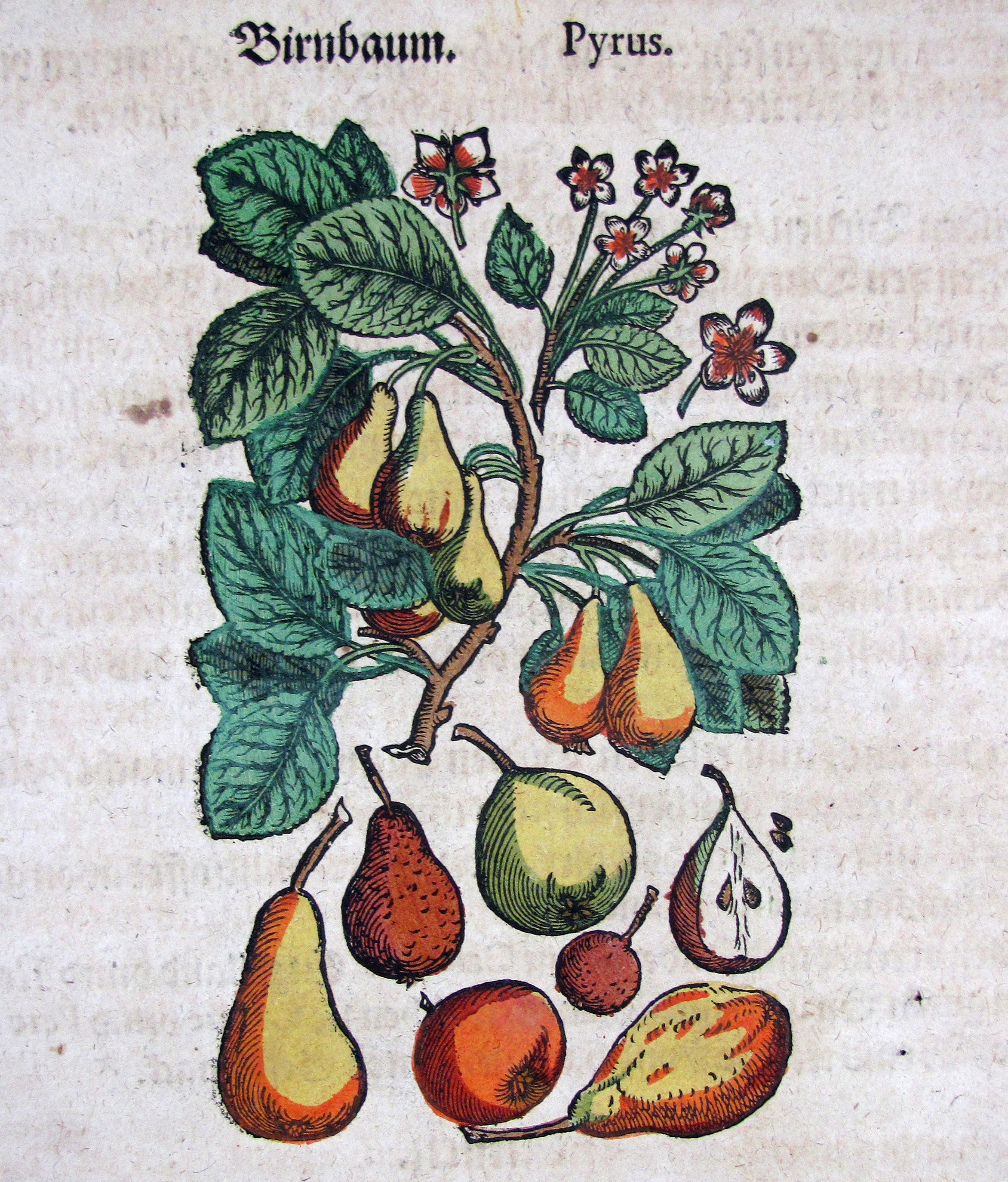 Mattioli, Pietro Andrea, Kreutterbuch. Jetzt widerumb mit vielen schönen newen Figuren, auch nützlichen Artzneyen, und andern guten Stücken, zum dritten mal auß sonderm Fleiß gemehret und verfertiget durch J. Camerarius.