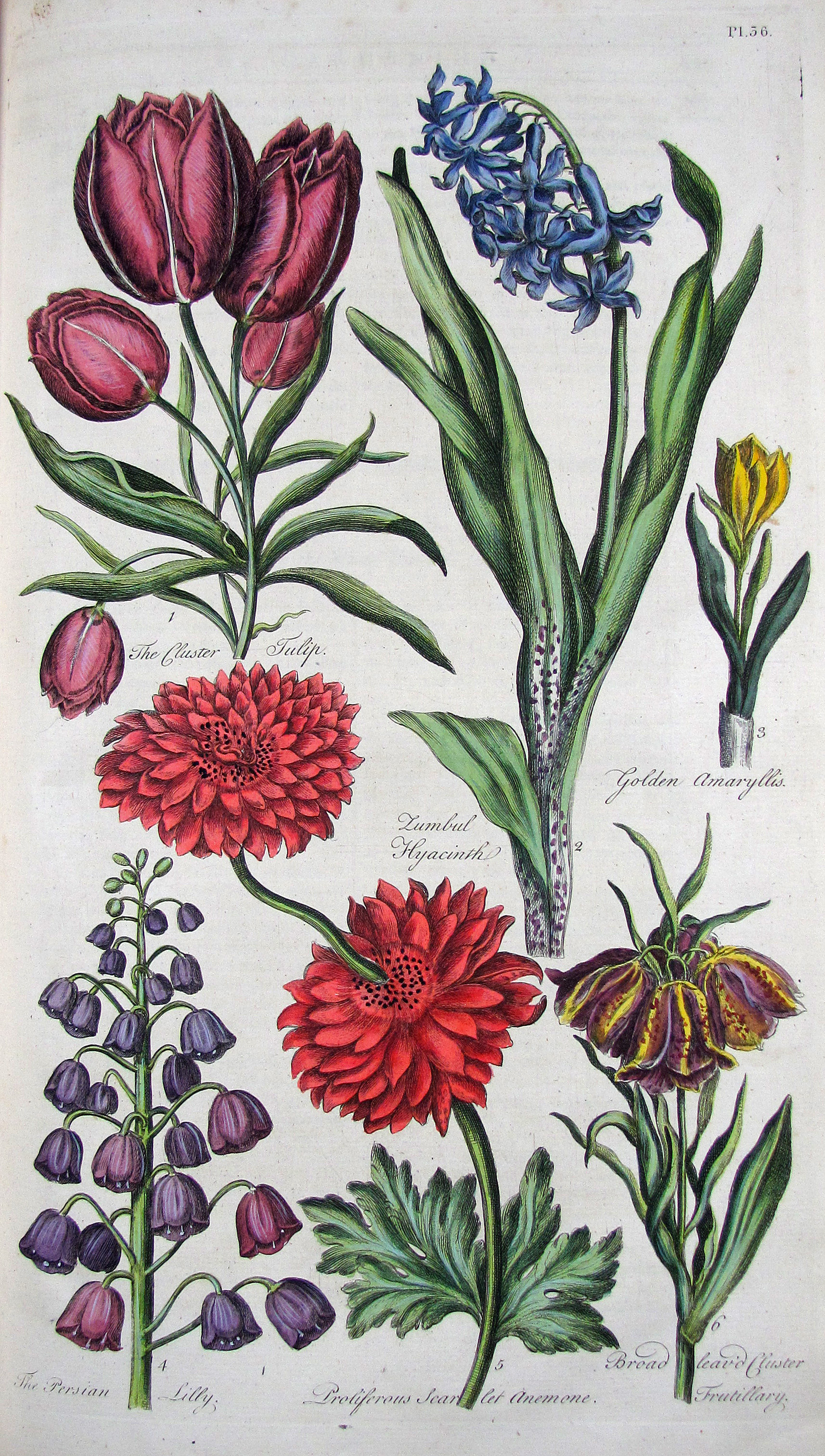 (Hill, Sir John), Eden: or, a compleat body of Gardening. Containing plain and familiar directions for raising the several useful products of a garden… Together with the culture of all kinds of Flowers, according to the methods of the English, French, and Dutch Florists.
