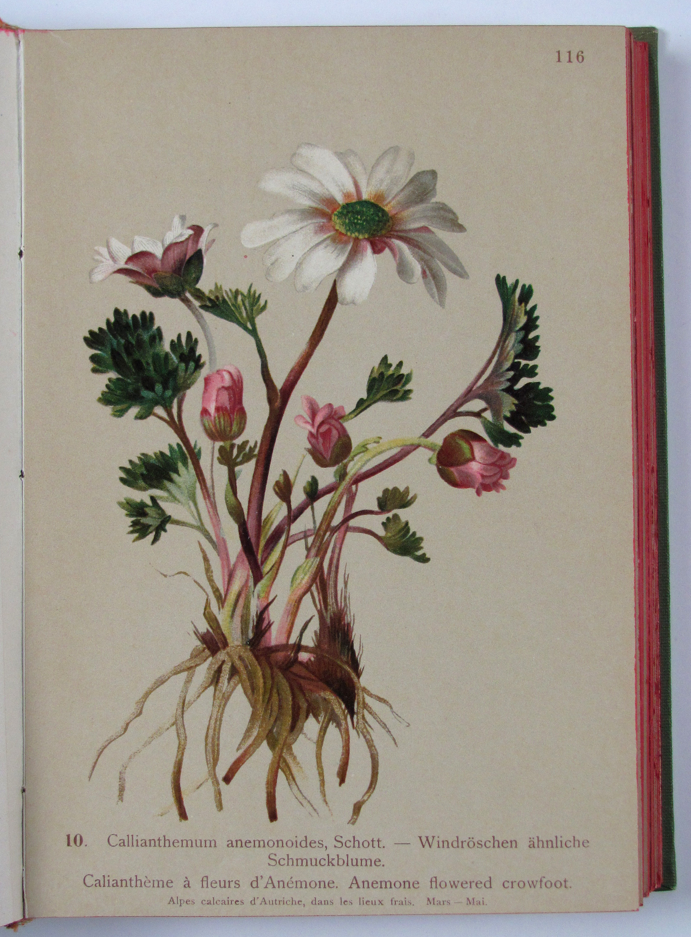 (Hartinger, A.), Atlas de la Flore Alpine. Texte par Henry Correvon. Publié par le Club alpine allemand et autrichien.