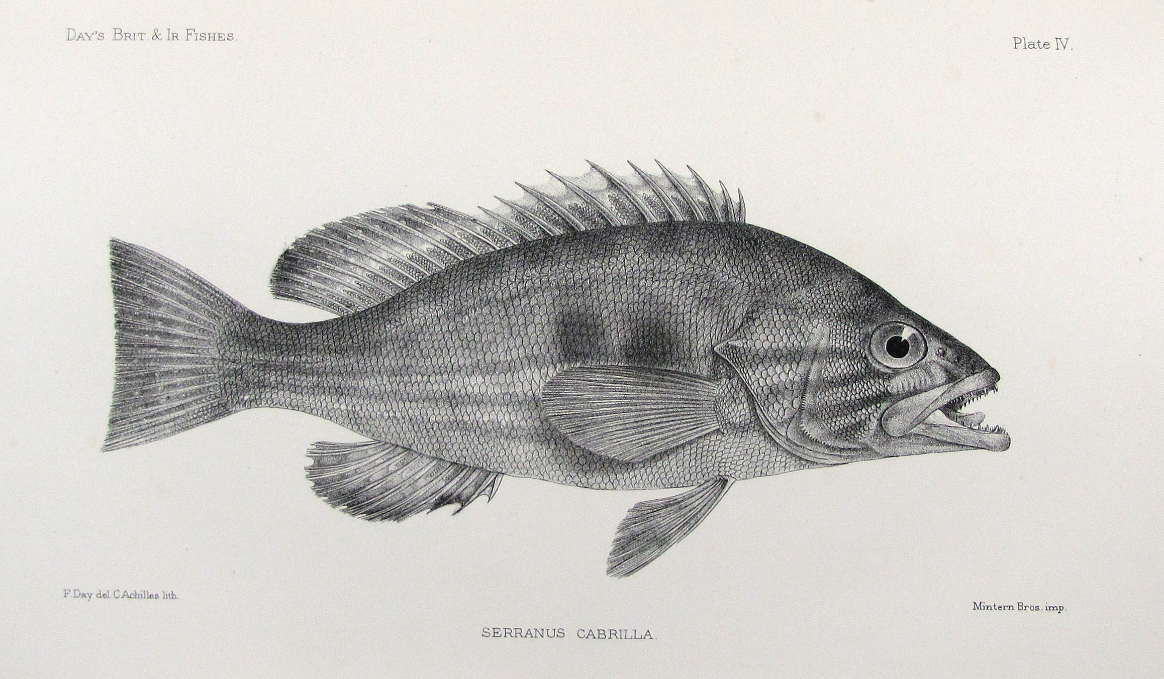 Day, F., The fishes of Great Britain and Ireland.