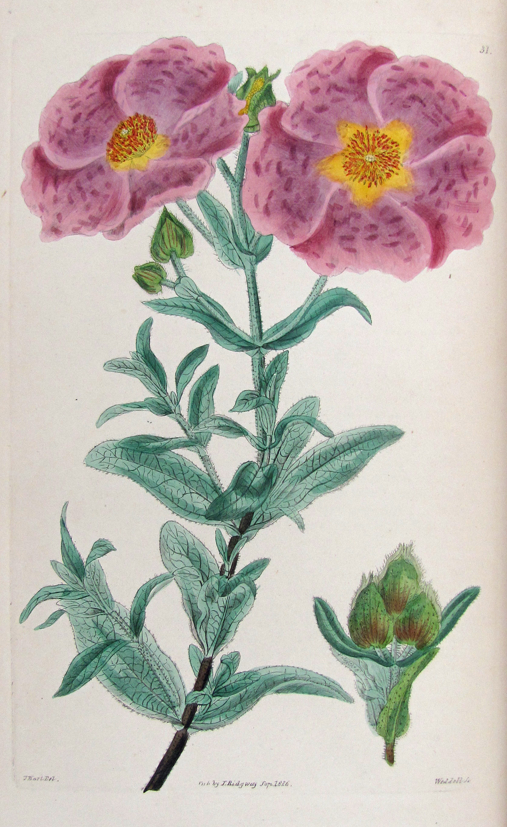 Sweet, Robert, Cistineae. The natural order of cistus, or rock-rose…in the gardens of Great Britain; with the best directions for their cultivation and propagation.
