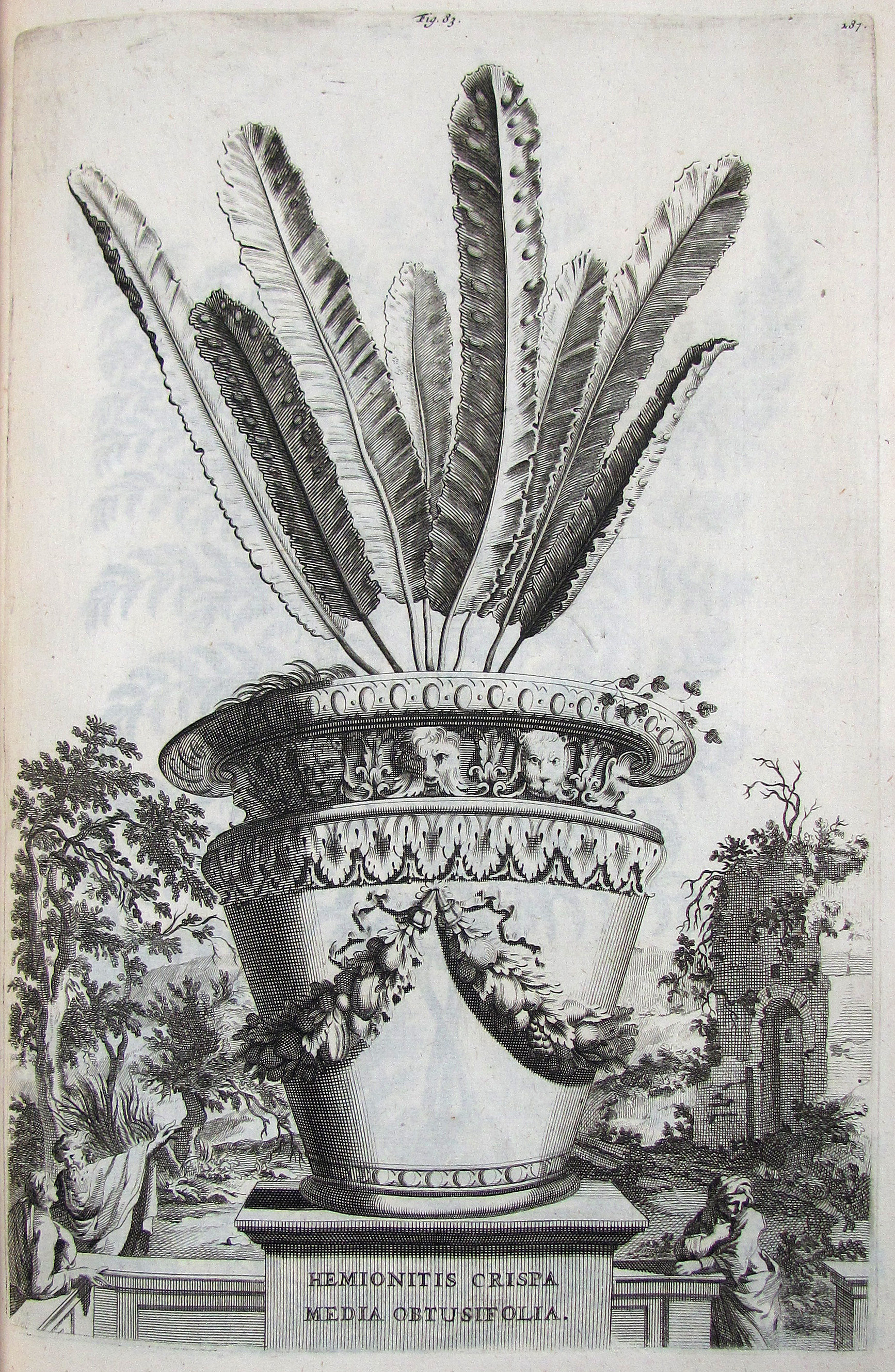 Munting, Abraham, Phytographia curiosa, exhibens arborum, fructicum, herbarum & florum icones.