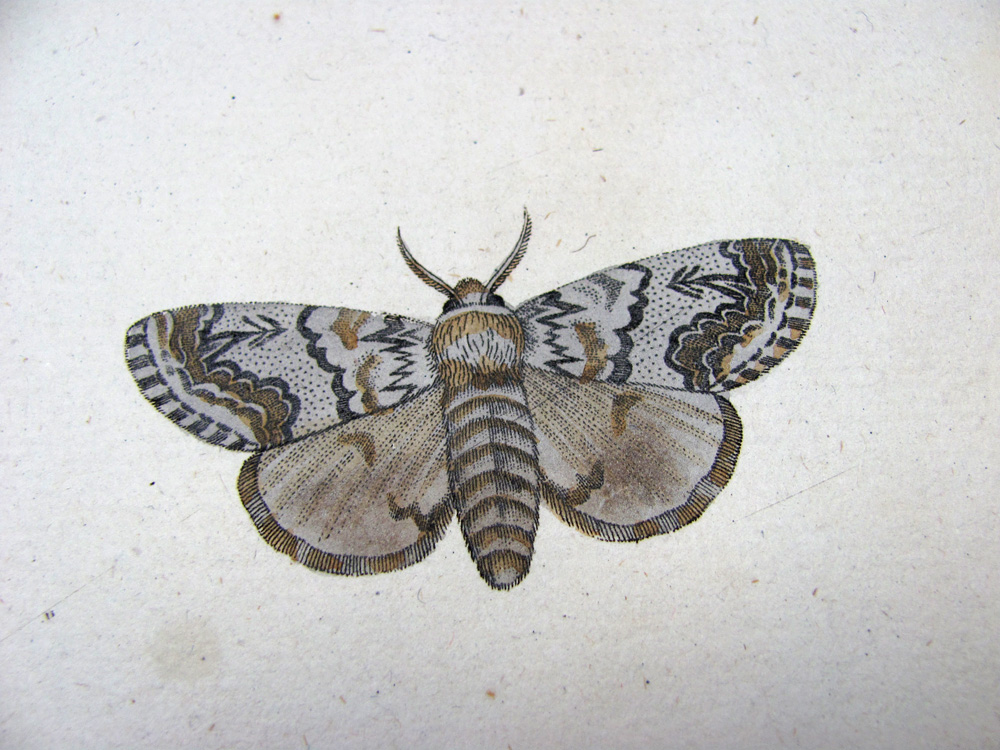 Panzer, Georg Wolfgang Franz, Faunae Insectorum Germanicea Initia oder Deutschlands Insecten.