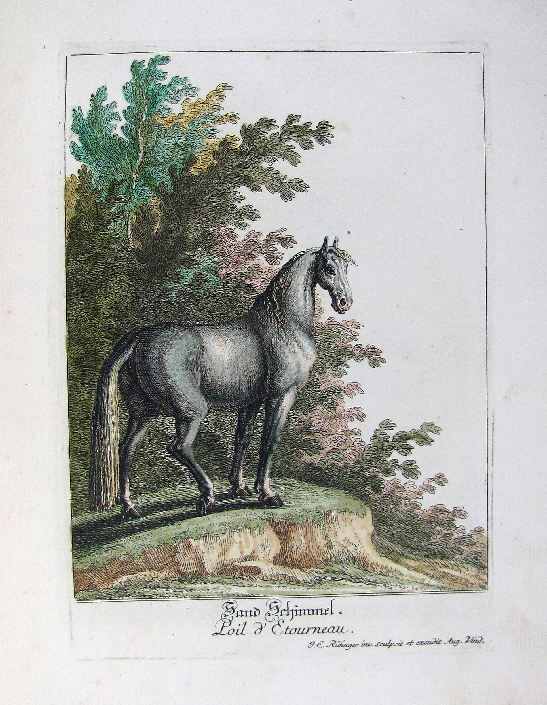 Ridinger, Johann Elias, Vorstellung der Pferde nach ihren Hauptfarben, und derselben verschiedenen Abtheilungen/Description du Cheval.