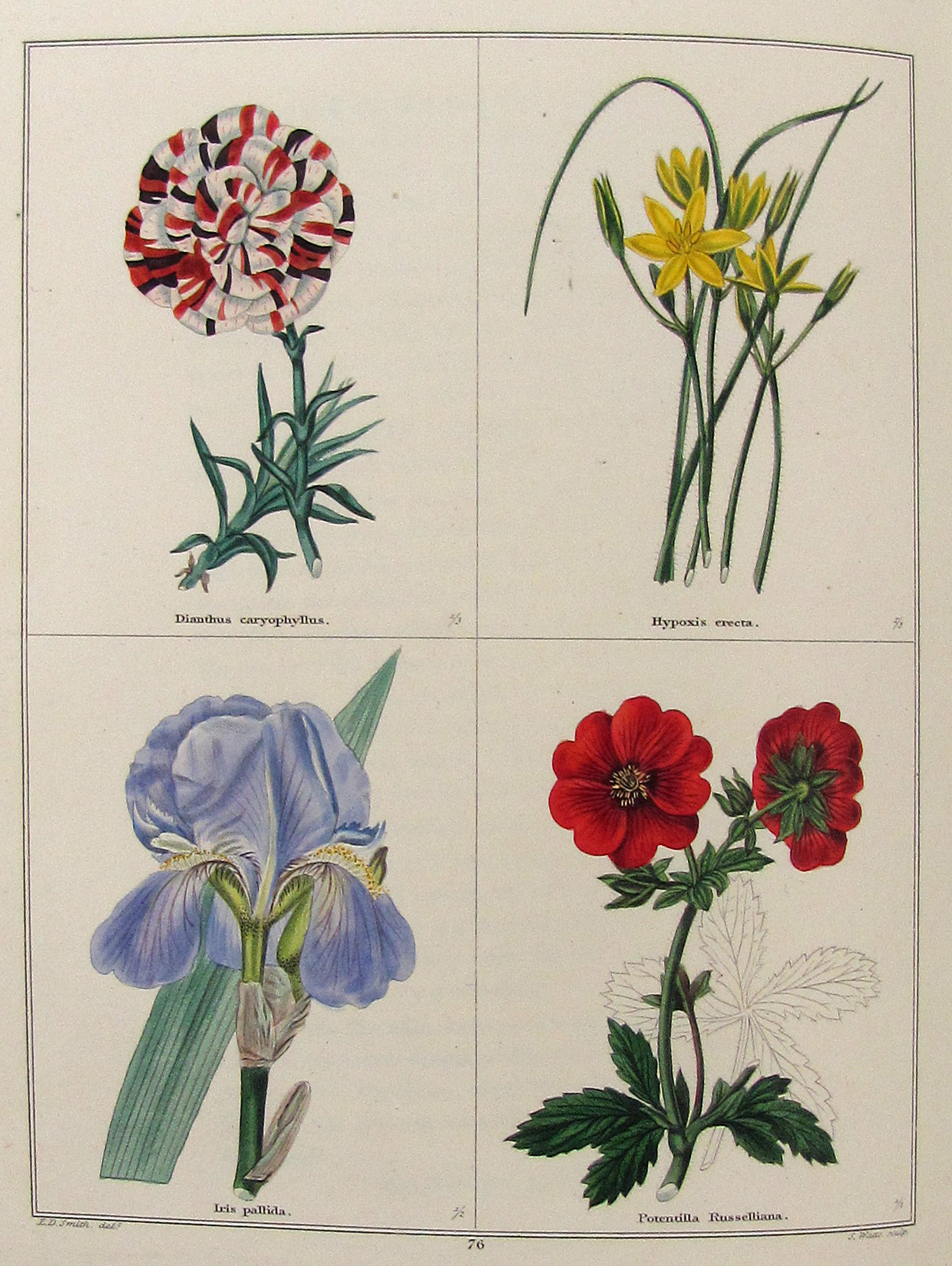 Maund, Benjamin, The Botanic Garden; consisting in highly finished representations of hardy ornamental flowering plants, cultivated in Great Britain… 13 Bde. mit den Supplementen: The Fruitist, The Auctarium (2 in 1 Bd.) und The Floral Register (2 in 1 Bd.), zus. 16 Bde.