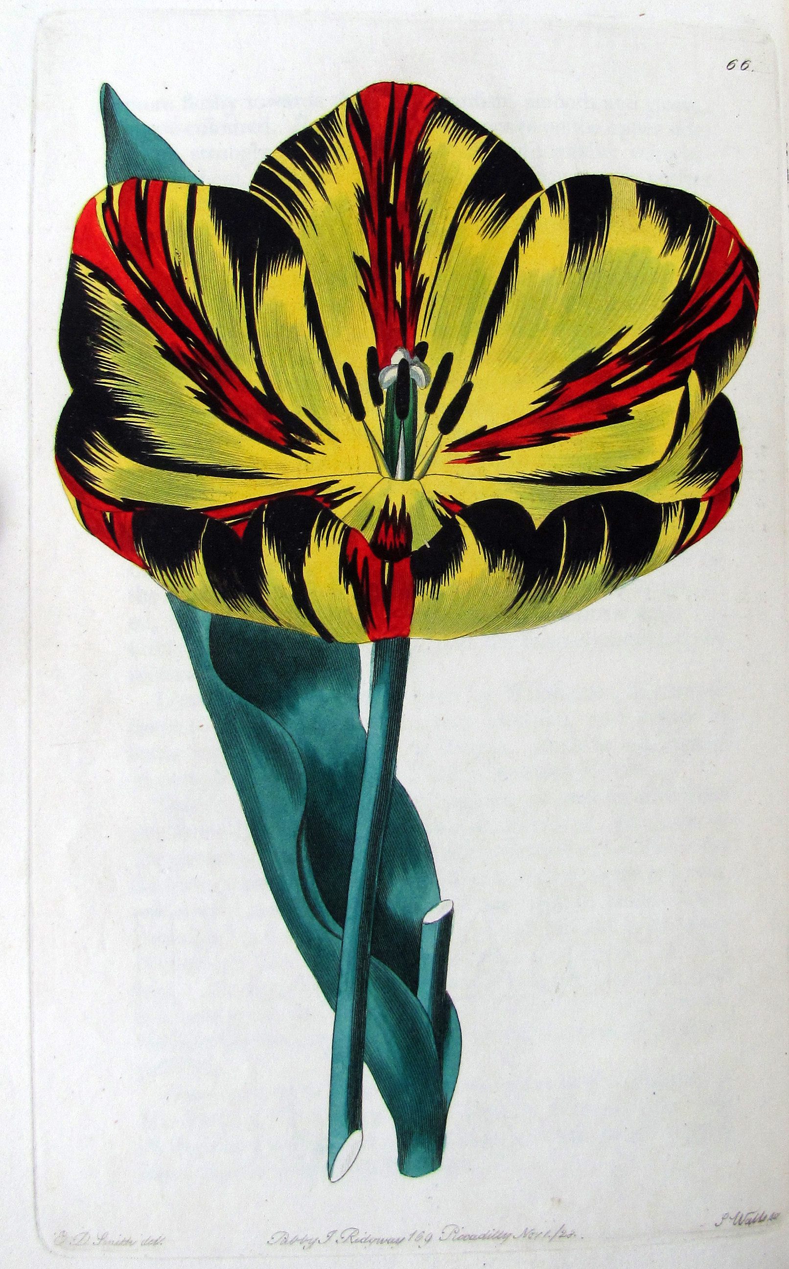 Sweet, Robert, The Florist’s Guide, and the Cultivator’s Directory; containing coloured figures of the choicest flowers, cultivated by florists; including ranunculas, carnations, picotees, pinks, georginas, polyanthus, auriculas, hyacinths, and tulips, with their descriptions, and an account of the most approved methods of culture.
