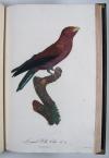 Levaillant, Francois, Histoire naturelle des Oiseaux du Paradis et des Rolliers, suivie de celle des Toucans et des Barbus.