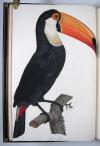 Levaillant, Francois, Histoire naturelle des Oiseaux du Paradis et des Rolliers, suivie de celle des Toucans et des Barbus.