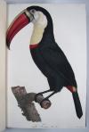 Levaillant, Francois, Histoire naturelle des Oiseaux du Paradis et des Rolliers, suivie de celle des Toucans et des Barbus.