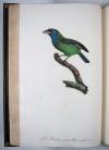 Levaillant, Francois, Histoire naturelle des Oiseaux du Paradis et des Rolliers, suivie de celle des Toucans et des Barbus.