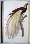 Levaillant, Francois, Histoire naturelle des Oiseaux du Paradis et des Rolliers, suivie de celle des Toucans et des Barbus.