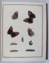 Engramelle, Jacques Louis Florentin, Papillons d’Europe, peints d’après nature (par Jean Jacques Ernst).