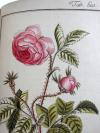 (Zorn, Johannes), Icones Plantarum Medicinalium. Abbildungen von Arzneygewächsen.