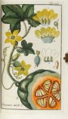 (Zorn, Johannes), Icones Plantarum Medicinalium. Abbildungen von Arzneygewächsen.