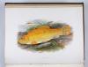 Houghton, William, British Fresh-Water Fishes.
