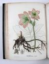 Roques, Joseph, Phytographie médicale, ornée des figures coloriées de grandeur naturelle, ou l’on expose l’histoire des poisons tirés du règne végétal, et les moyens de remédier a leurs effets délétères, avec des observations sur les propriétés et les usages des plantes héroiques.