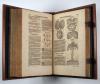 Tabernaemontanus, Jacobus Theodorus, Neuw Kreuterbuch mit schönen, künstlichen und leblichen Figuren unnd Conterfeyten, aller Gewächs… Beschreibung derselben… auch deren… Krafft und Wirckung, sampt ihren… Namen in mancherley Sprachen, darinn auff 3000 Gewächs beschrieben…werden, dergleichen vormals in keiner Sprach nie ans Liecht oder in Druck kommen. Darinn viel… heylsamer Artzeney, vor allerley innerlichen und eusserlichen Kranckheiten unnd Gebrechen…
